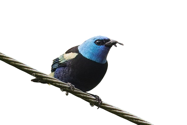 Tangara