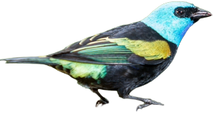 Tangara